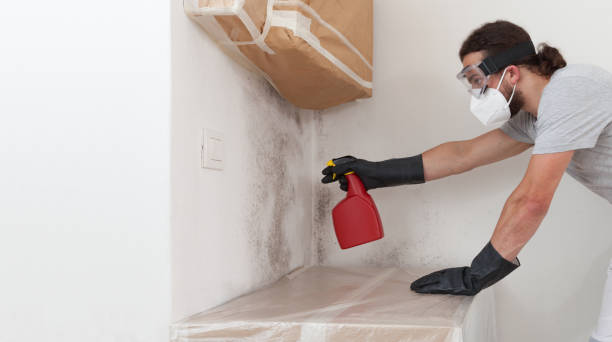Professional Basement Mold Remediation technician working in Shamokin Dam, PA